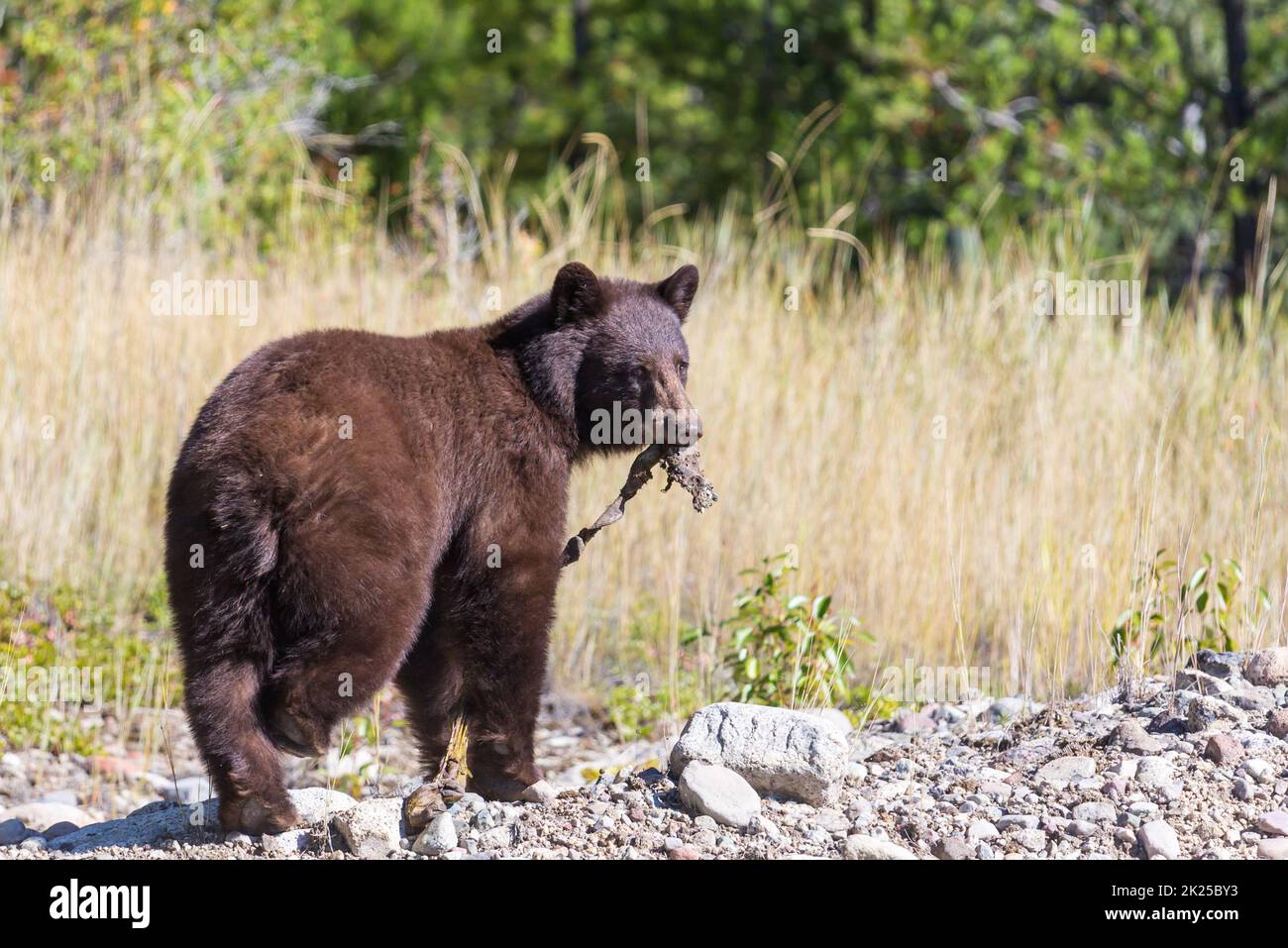 Black bear in the forest, Canada, summer season Stock Photo