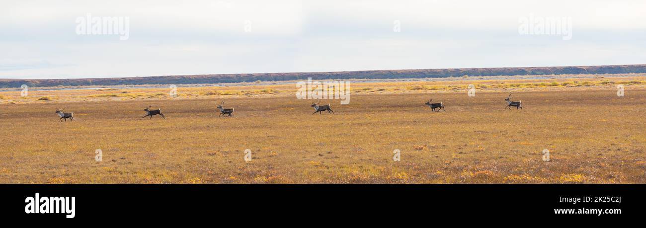 Wild caribou in autumn  season in the polar tundra, Canada. Stock Photo