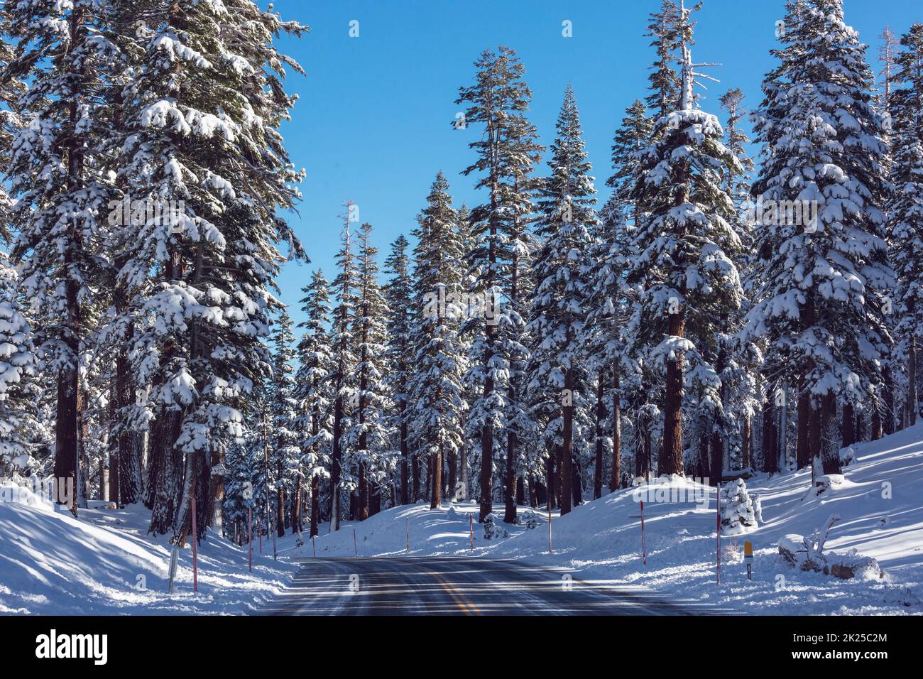 Scenic snow-covered forest in winter season. Good for Christmas background. Stock Photo
