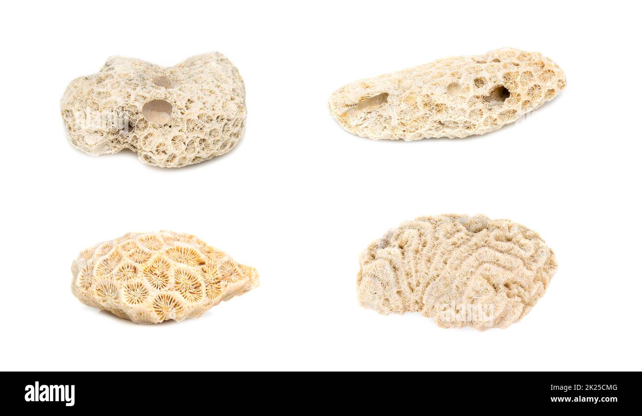 Group of coral cubes on a white background. Undersea Animals. Stock Photo