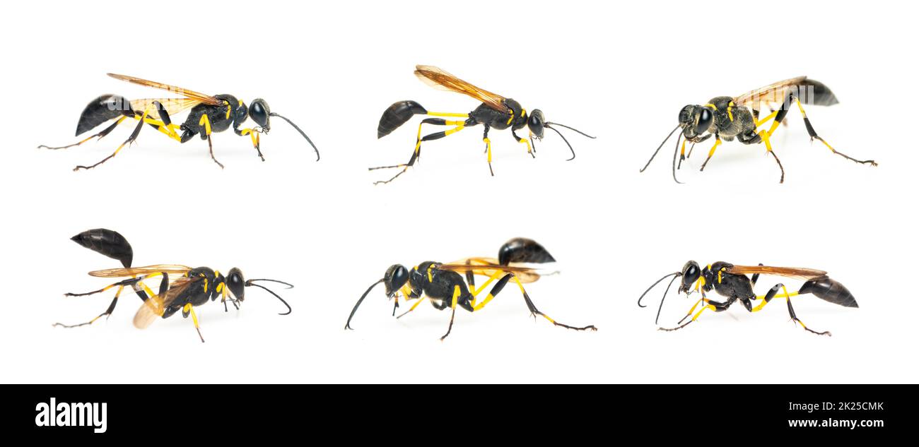 Group of mud dauber wasp(Sphecidae) isolated on white background. Insect. Animal. Stock Photo
