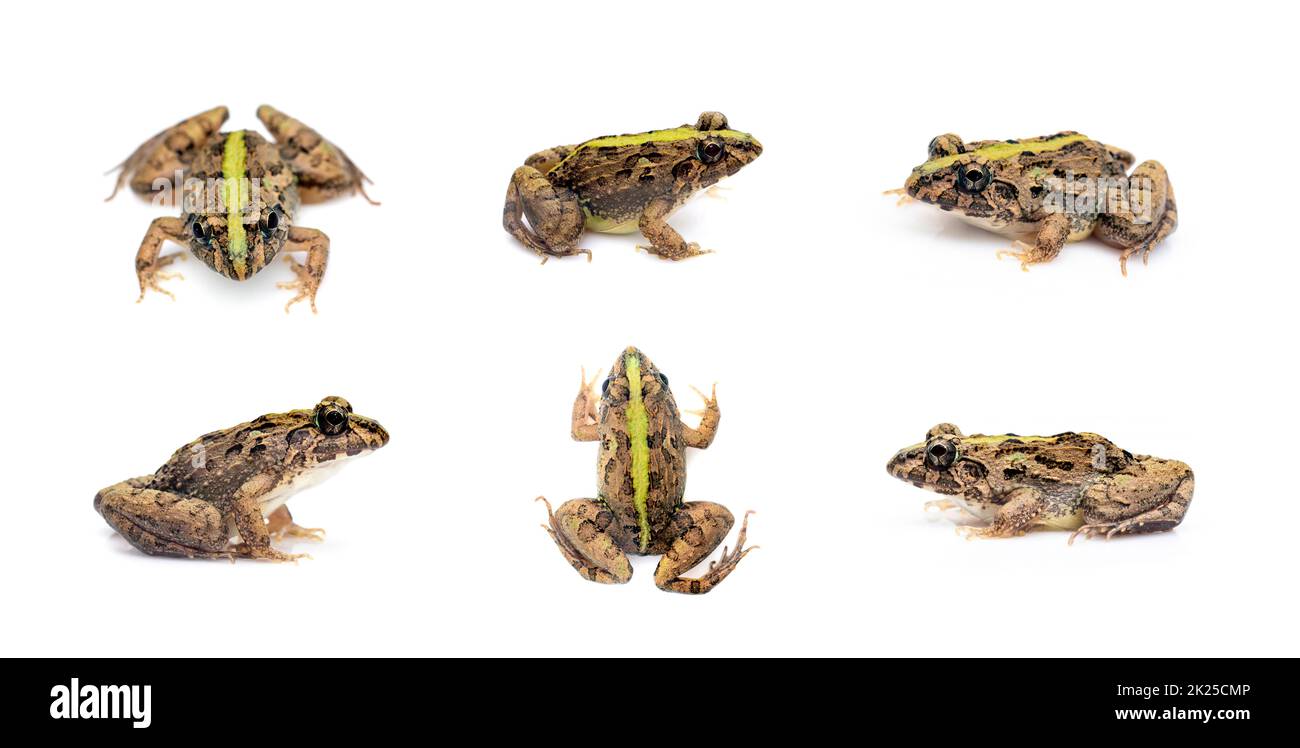 Group of brown frog isolated on white background. Pelophylax ridibundus. Animal. Amphibians. Stock Photo