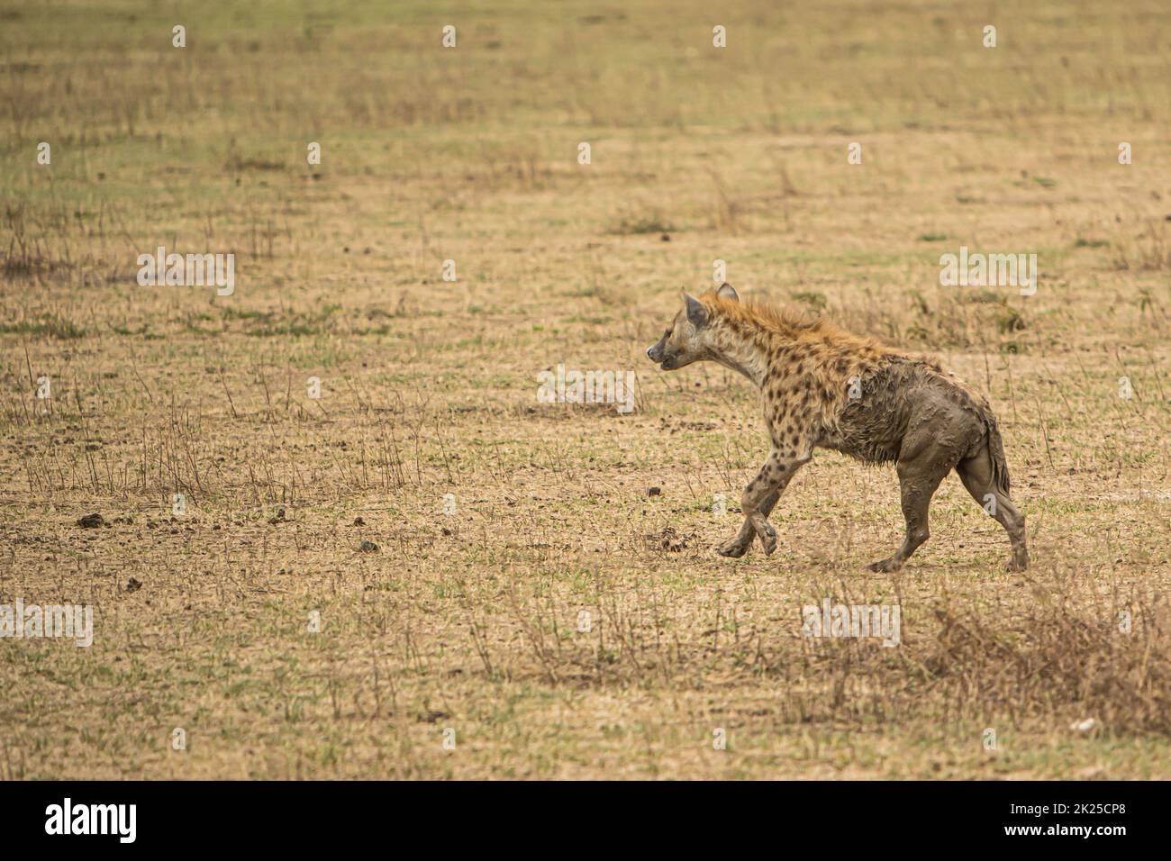hyena photographed during a touristic safari in the Ngorongoro
