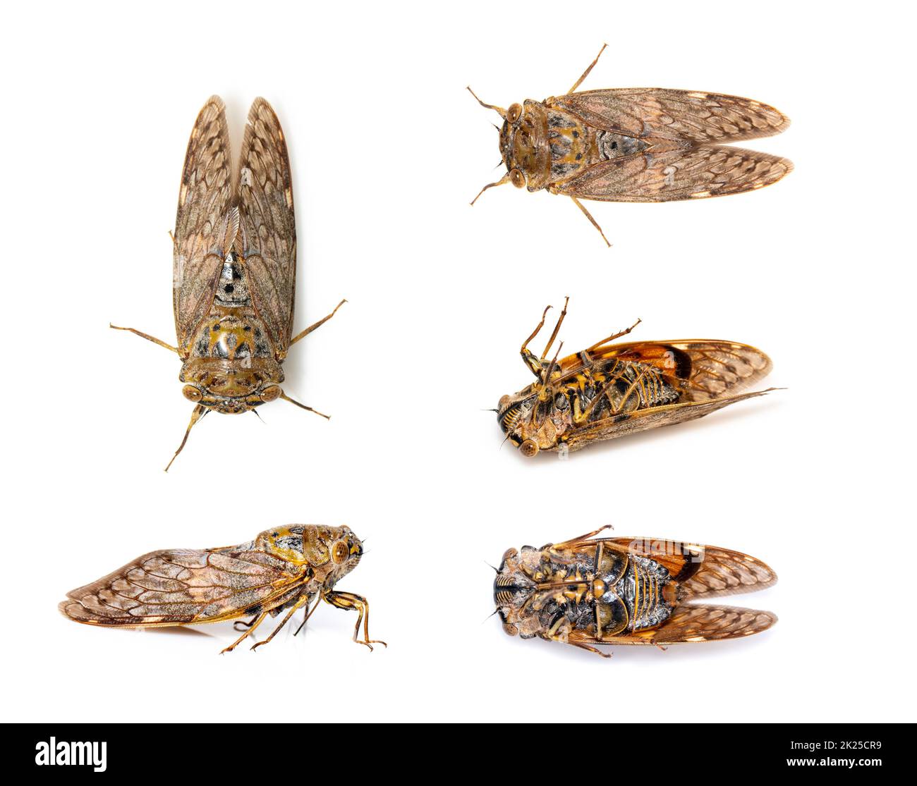 Group of large brown cicada insect isolated on white background. Insects, Animals, Bug. Group of large brown cicada insect isolated on white backgroun Stock Photo
