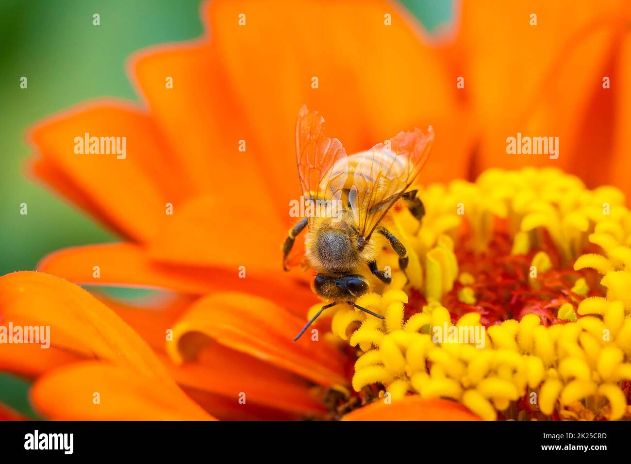 Close up honey bee collecting nectar on orange zinnia flower macro Stock Photo