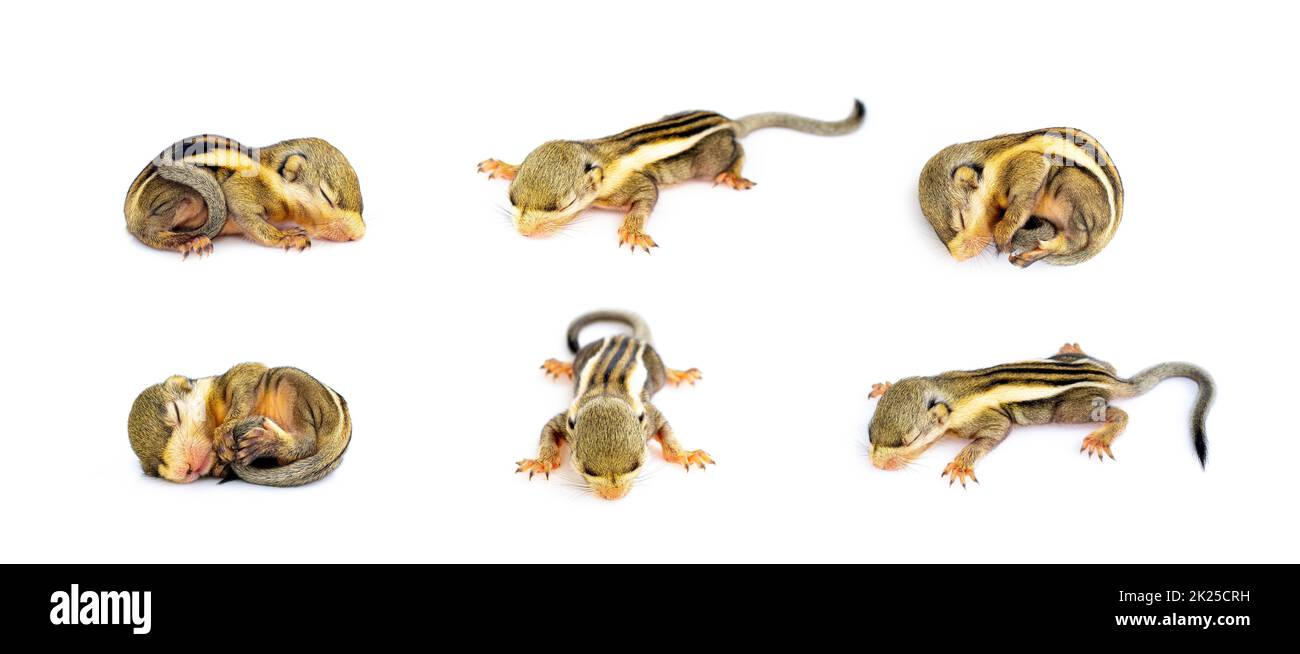 Chipmunk close up Cut Out Stock Images & Pictures - Alamy Chipmunk close up Cut Out Stock Images & Pictures - Alamy