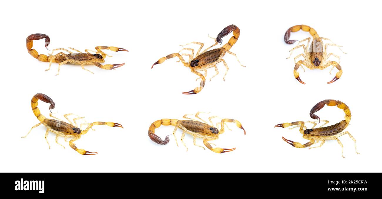 Group of brown scorpion isolated on white background. Insect. Animal. Stock Photo