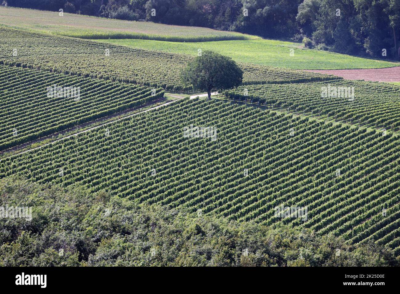 Birds eye view green fields hi-res stock photography and images - Alamy