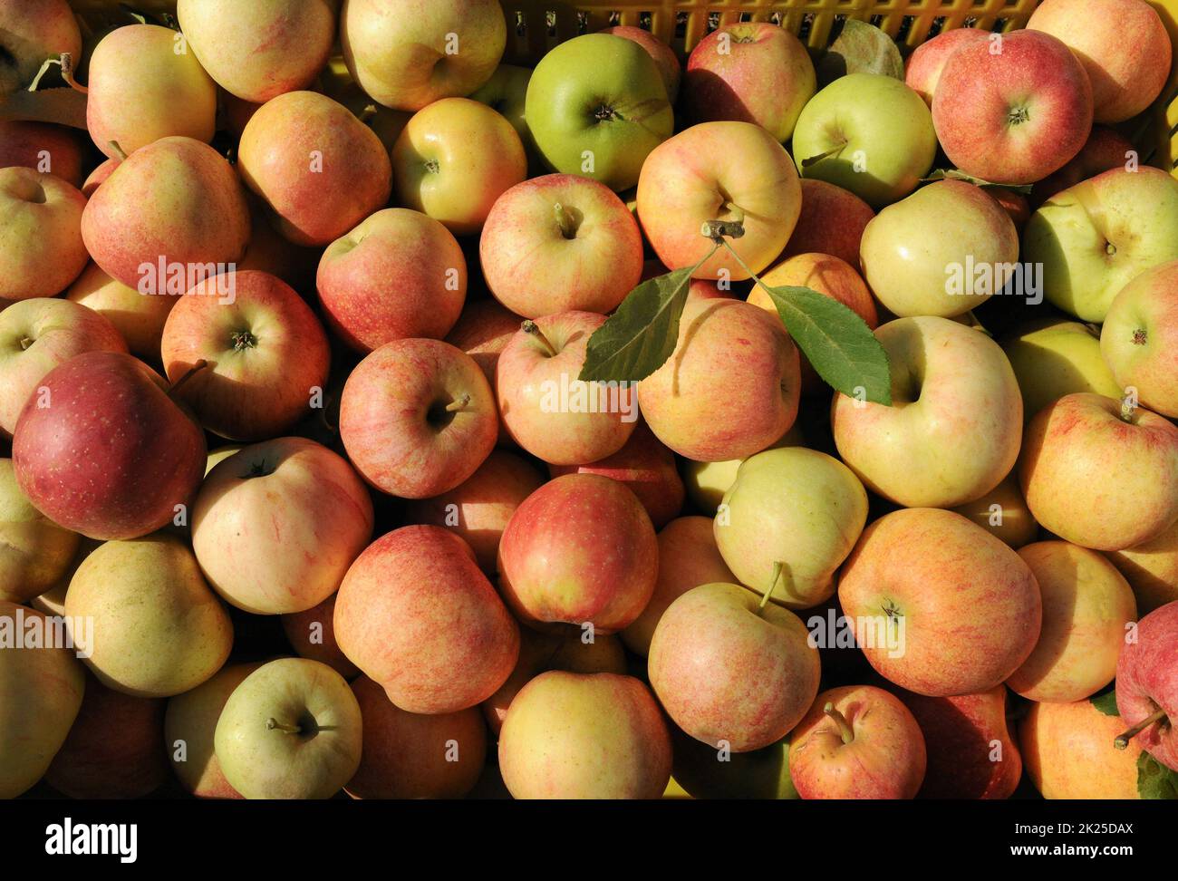 Fresh autumn fruit in hi-res stock photography and images - Alamy