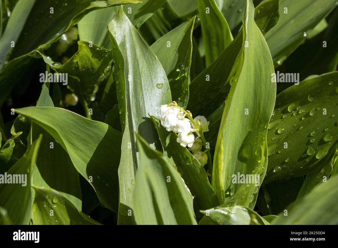 Lily of the valley on the green background Stock Photo - Alamy