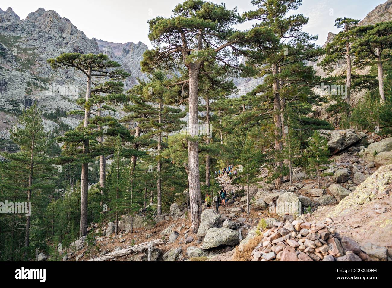 Corsican pines (Pinus nigra var. corsicana) between Asco-Stagnu and Tighjettu, GR20, Corsica, France Stock Photo