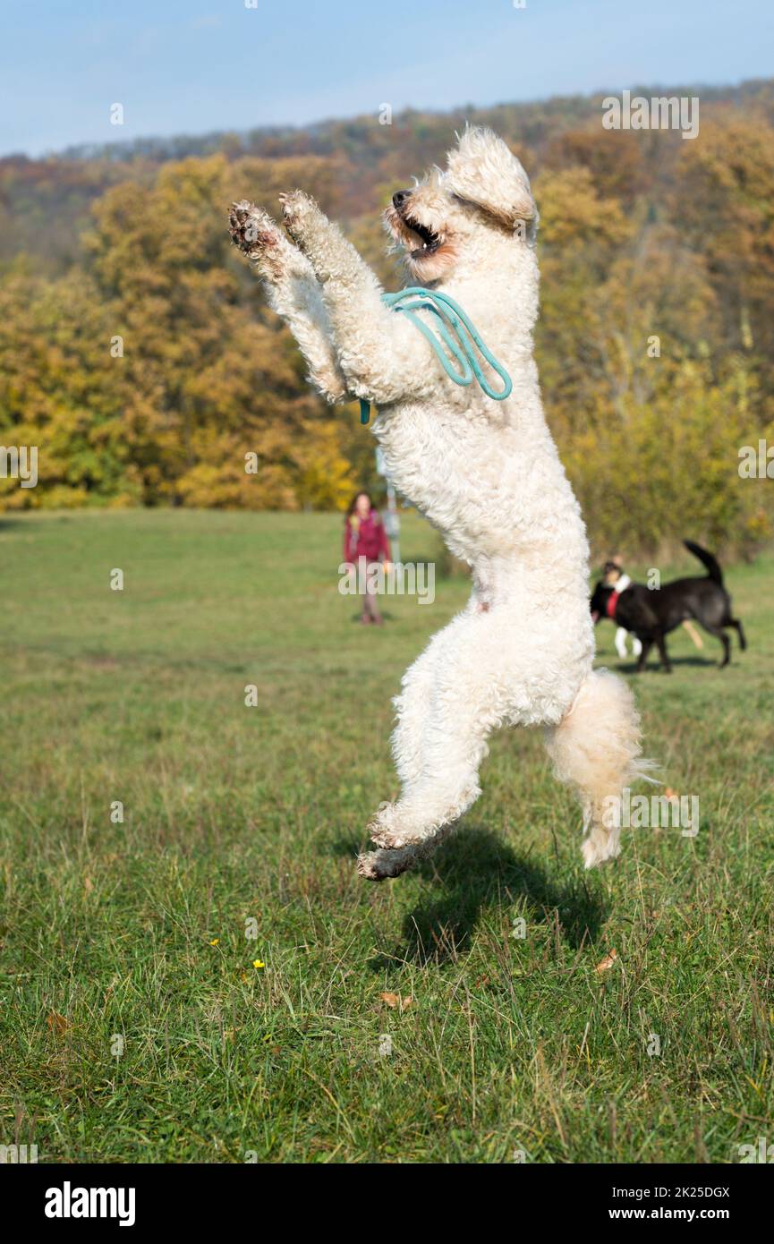 Jumping dog hires stock photography and images Alamy