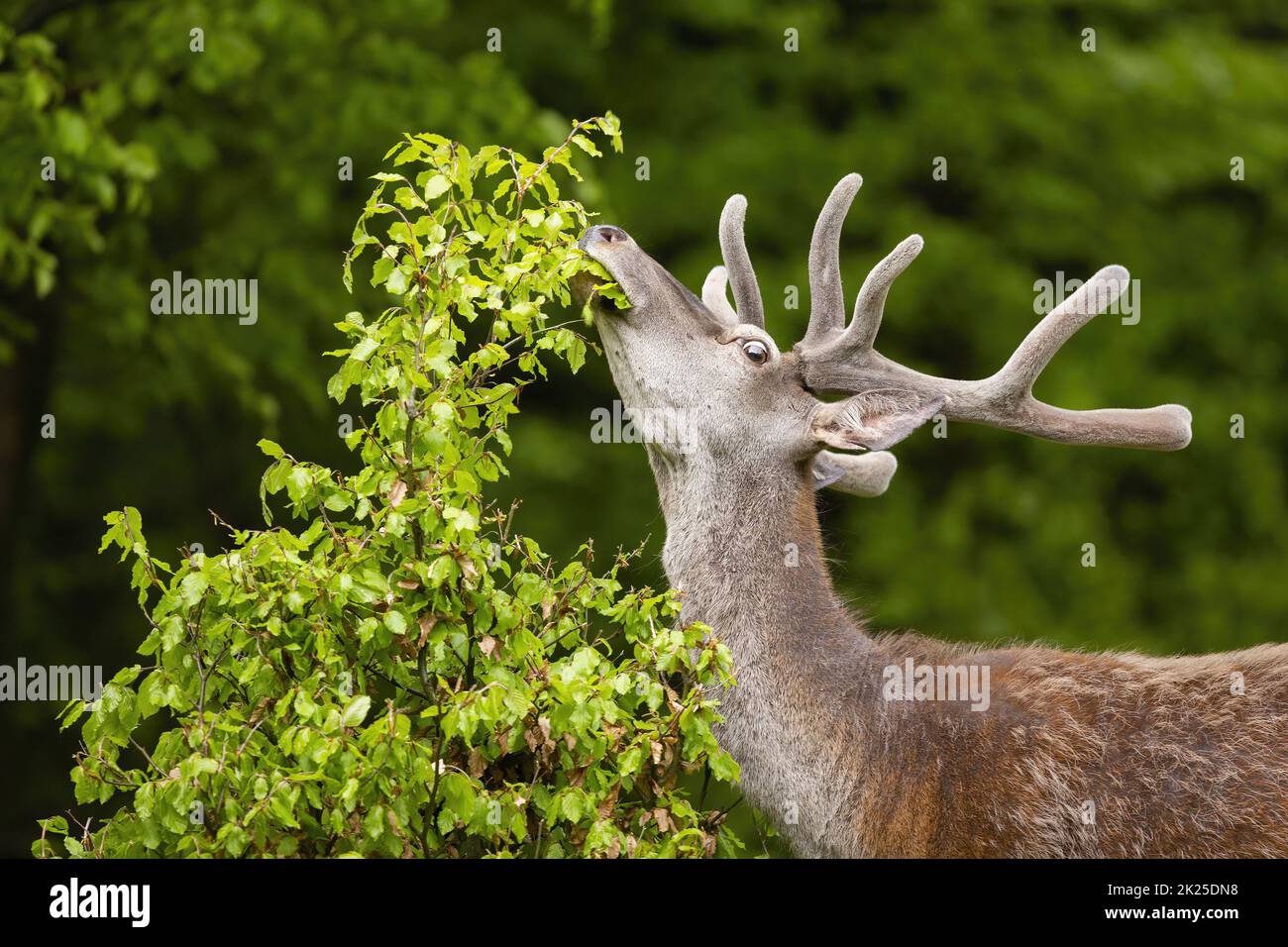 Red deer stag with antlers in velvet stretching neck and grazing in forest Stock Photo