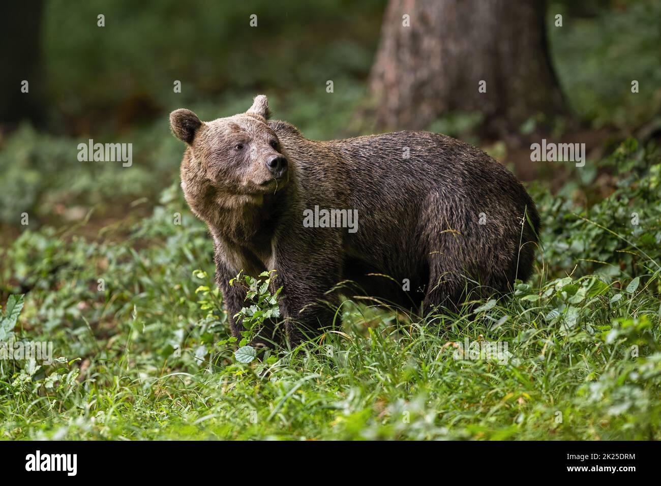 Brown bear standing in woodland in summertime nature Stock Photo