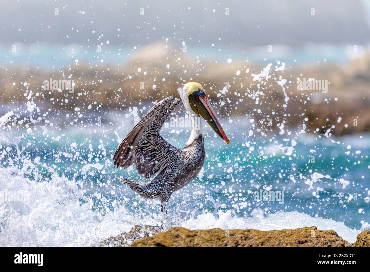 Brown pelican (Pelecanus occidentalis) Ocotal Beach, Costa Rica Stock Photo