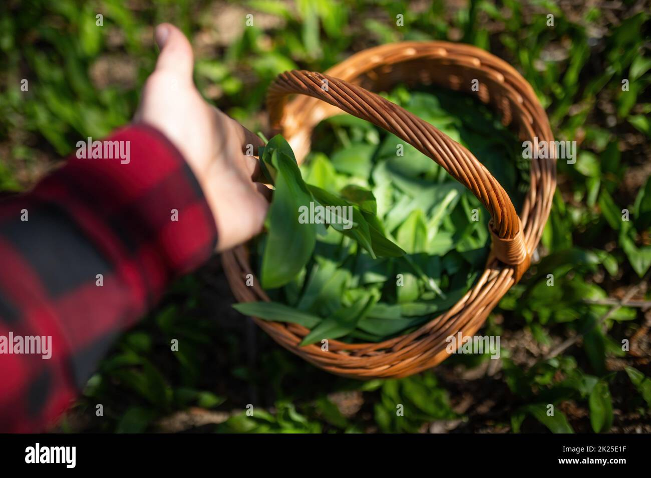 Human collecting bear garlic to the basket in spring nature Stock Photo ...