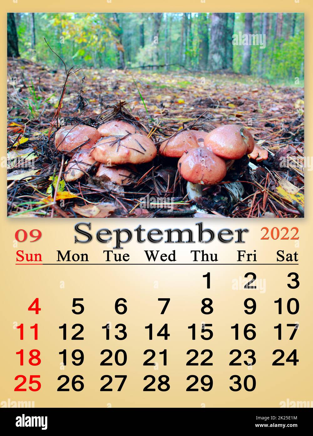Calendar for september 2022 with image of with mushrooms in the forest