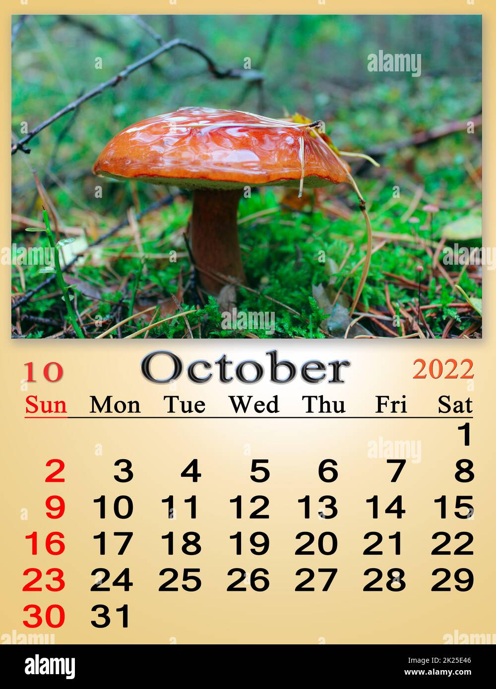 calendar for october 2022 with image of mushroom growing in forest Stock Photo