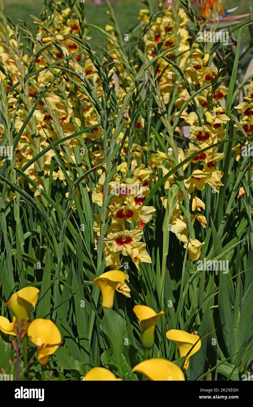 Yellow Calla and Gladioleus in yellow border. Stock Photo
