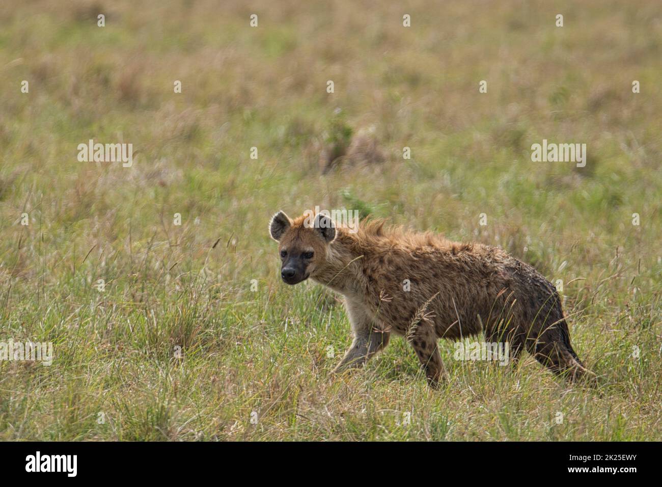 Hyenas in the National Park Tsavo East, Tsavo West and Amboseli in Kenya Stock Photo