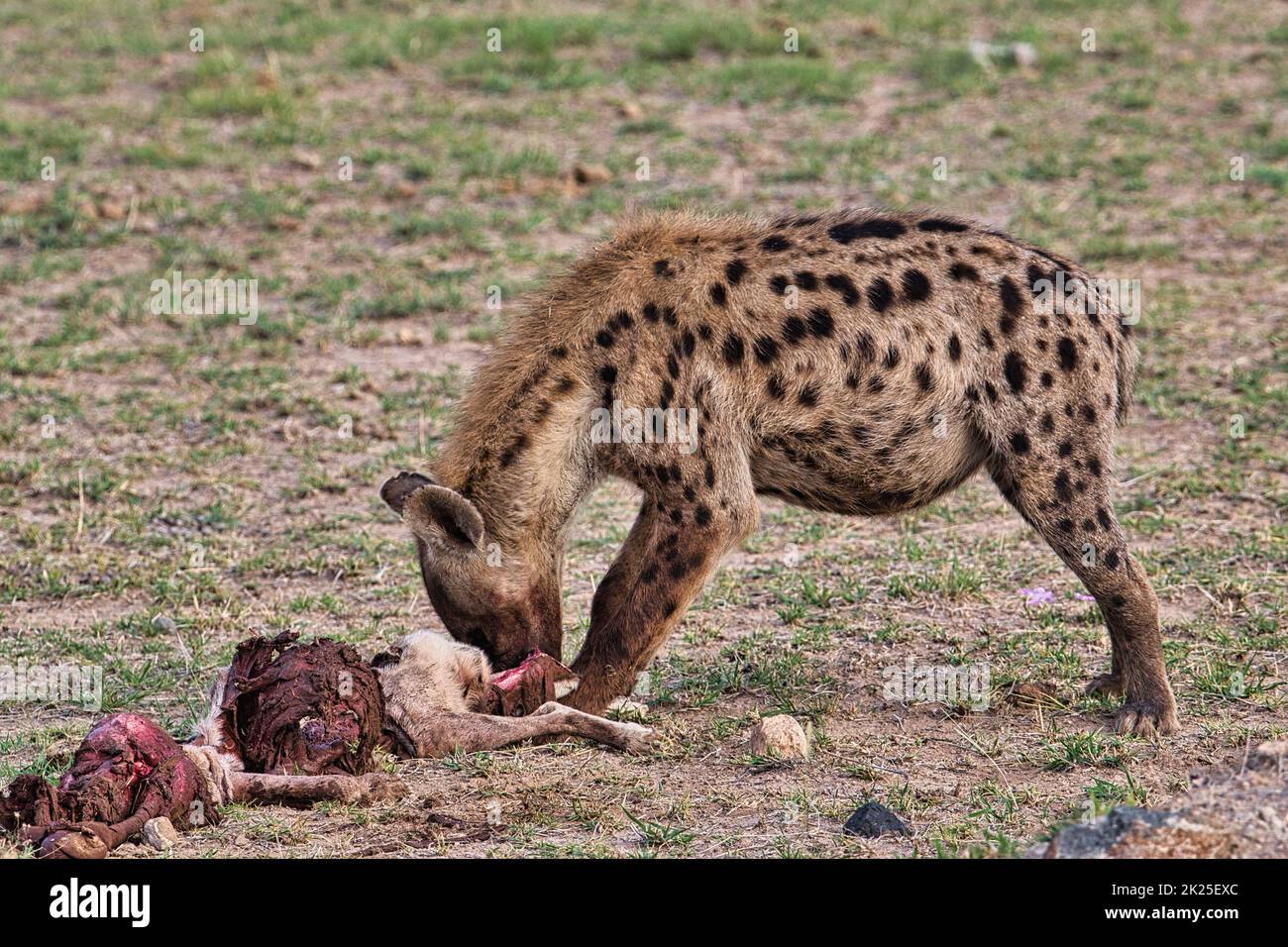 Hyenas in the National Park Tsavo East, Tsavo West and Amboseli in Kenya Stock Photo