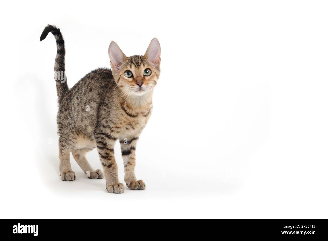 Purebred smooth-haired kitten on a white background Stock Photo