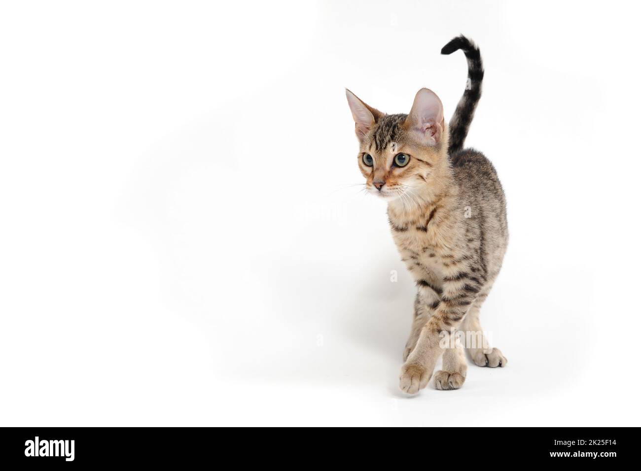 Purebred smooth-haired kitten on a white background Stock Photo