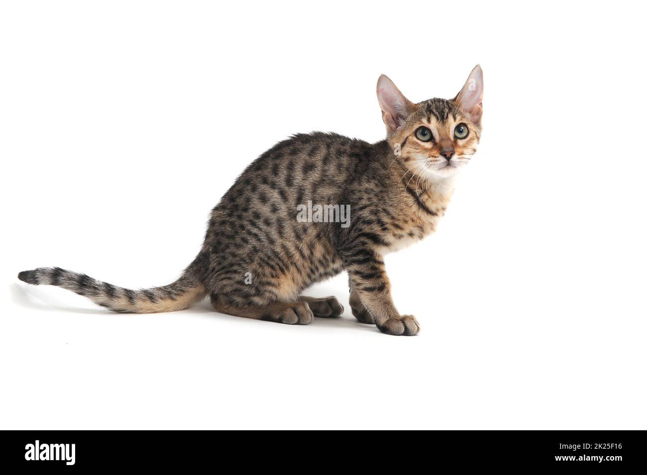 Purebred smooth-haired kitten on a white background Stock Photo