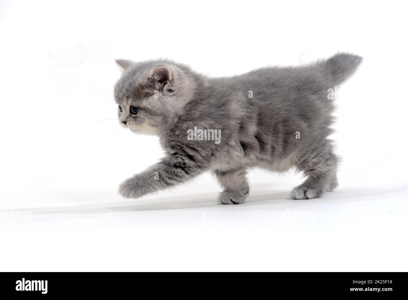 Fluffy gray kitten on a white background Stock Photo