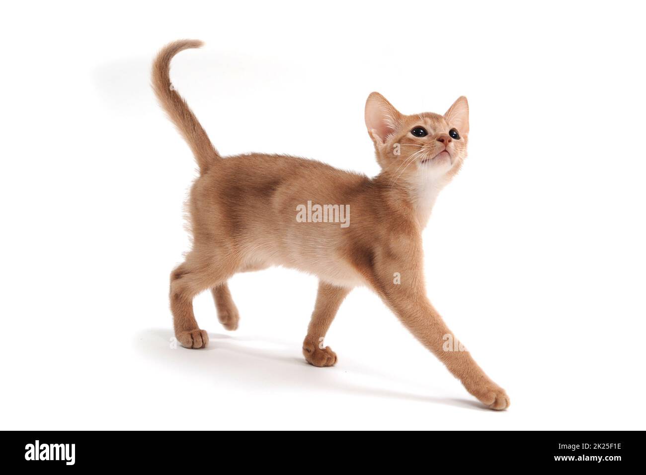 ginger purebred kitten on a white background Stock Photo