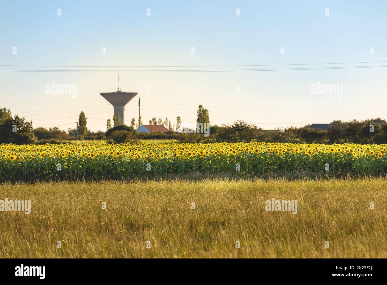 field of blooming sunflowers in the countryside Stock Photo - Alamy