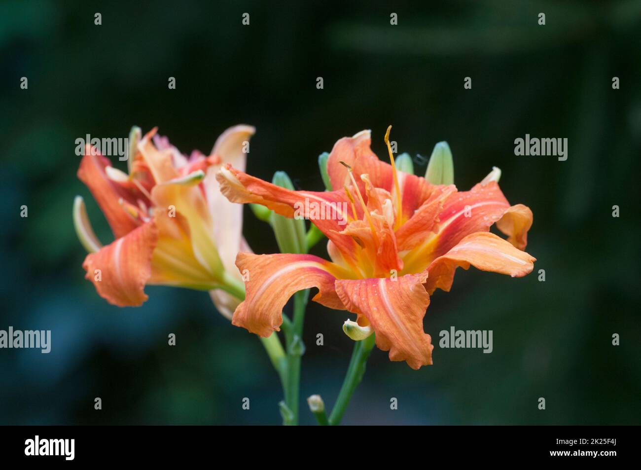 Blooming brick red daylilies in the garden, close up shot Stock Photo