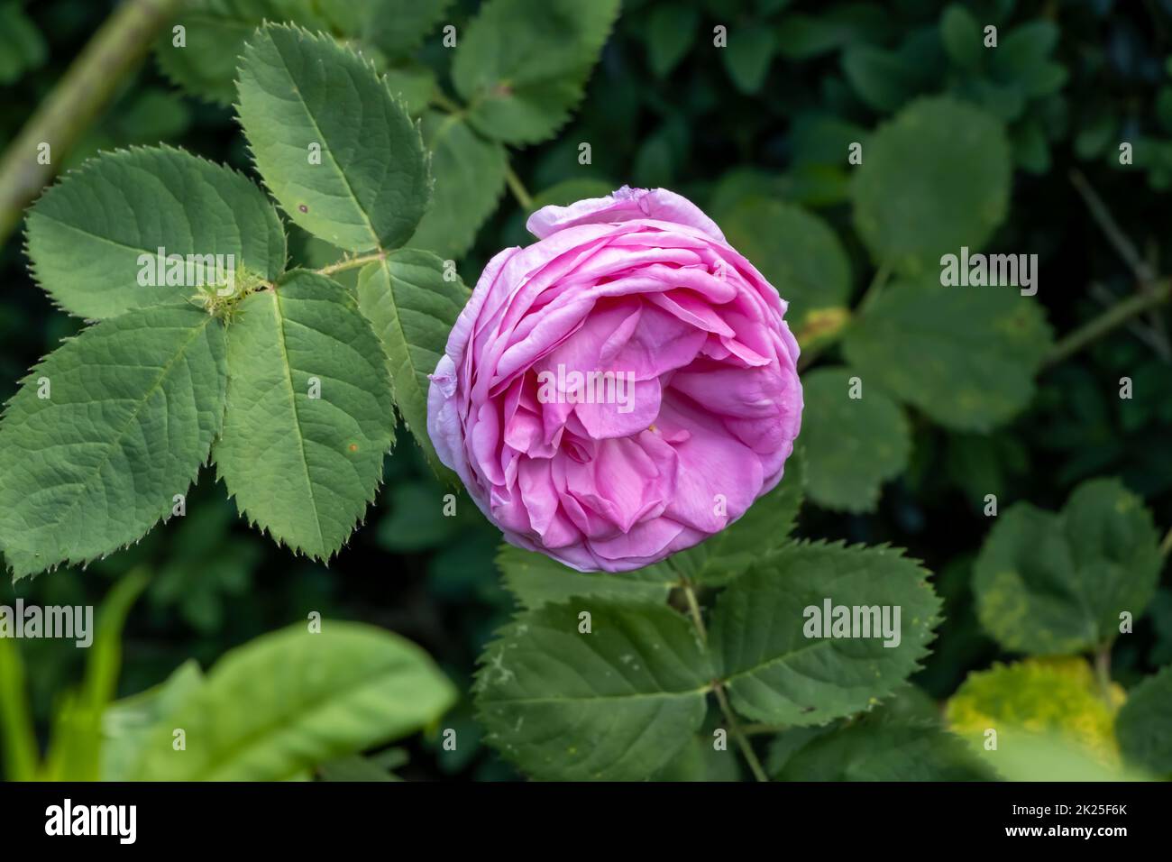 Rosa Centifolia Muscosa flower closeup in summer garden Stock Photo