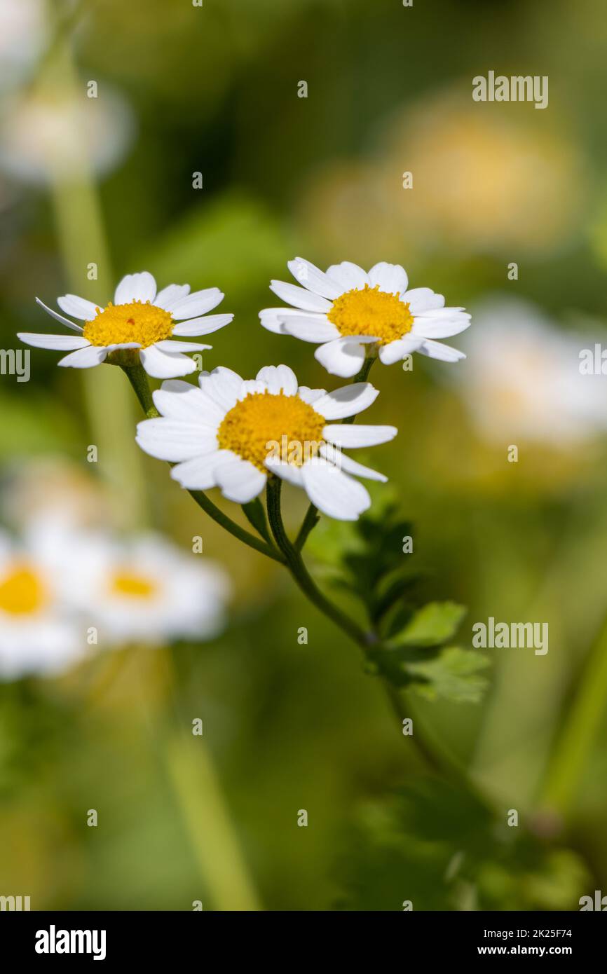 Feverfew or tanacetum parthenium or bachelor's buttons or featherfew many white flowers with green Stock Photo