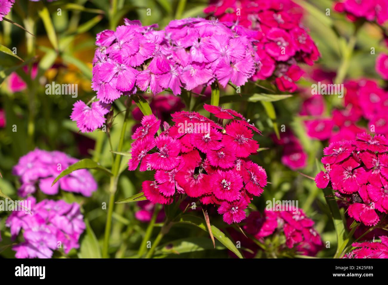 The carnation Dianthus barbatus is a carnation with brightly colored