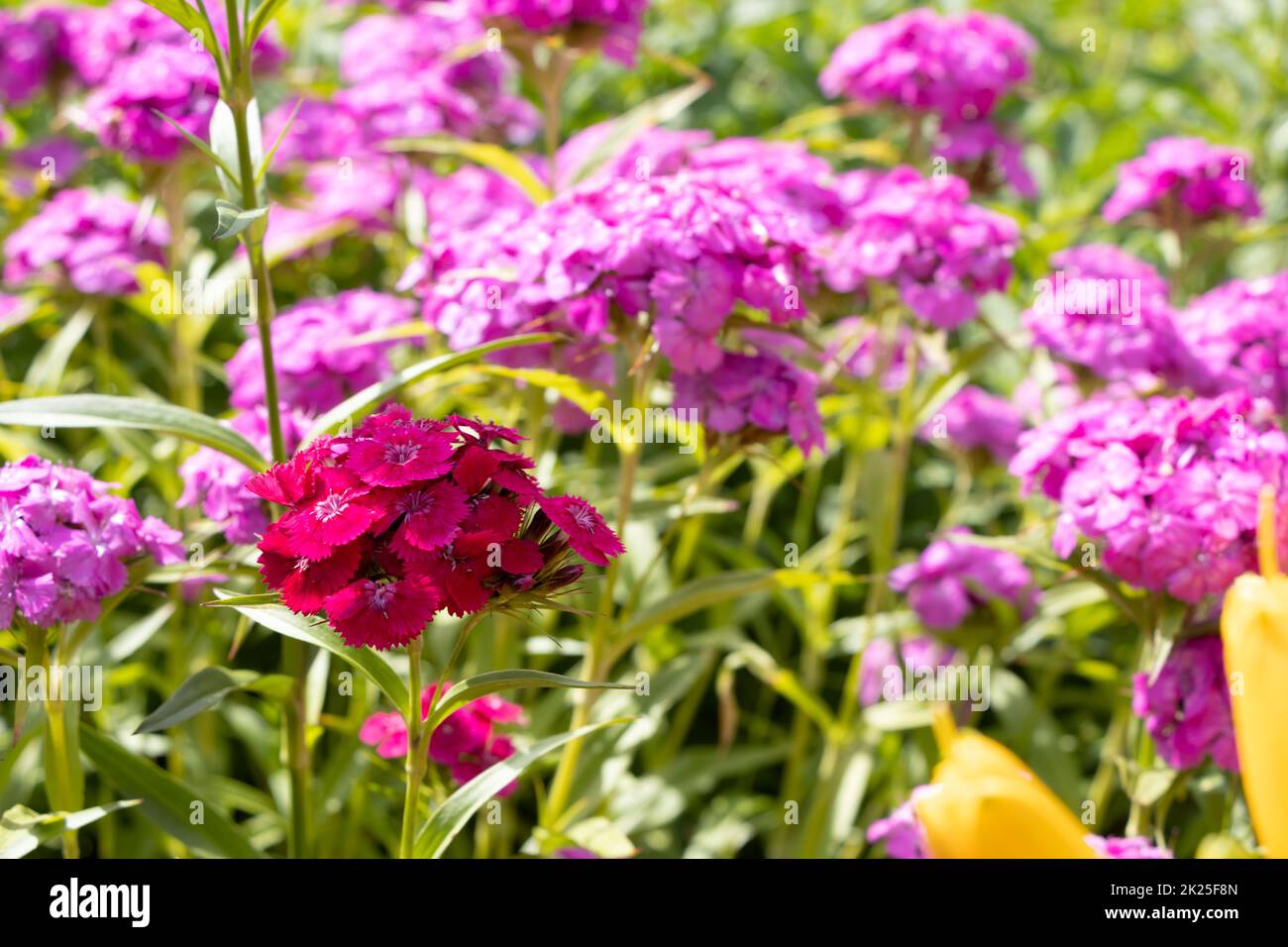 The carnation Dianthus barbatus is a carnation with brightly colored