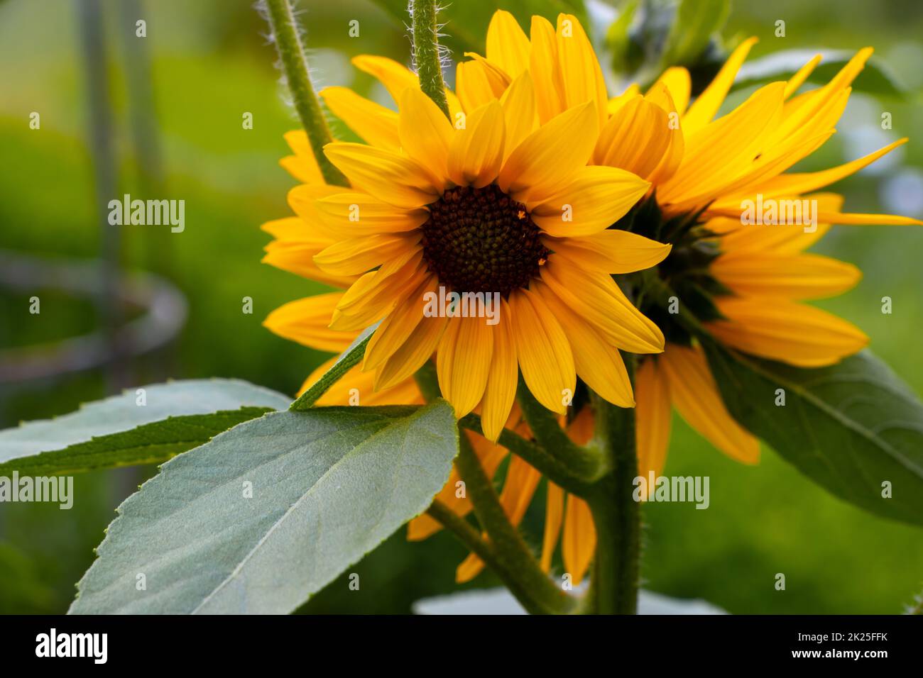 Beautiful yellow sunflowers in a garden Stock Photo - Alamy