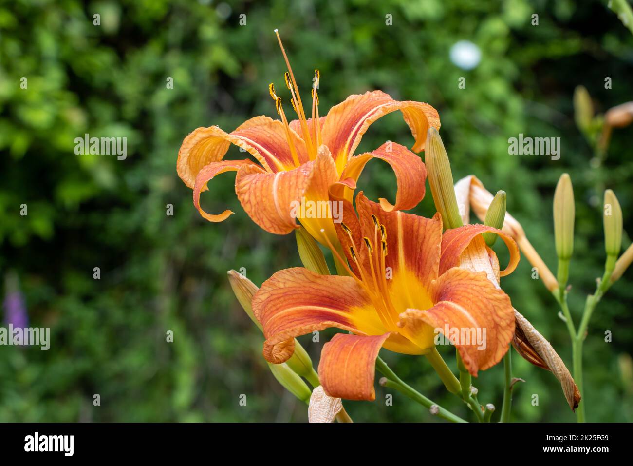Giant orange Daylily (Hemerocallis fulva) on a beautiful spring in a garden Stock Photo