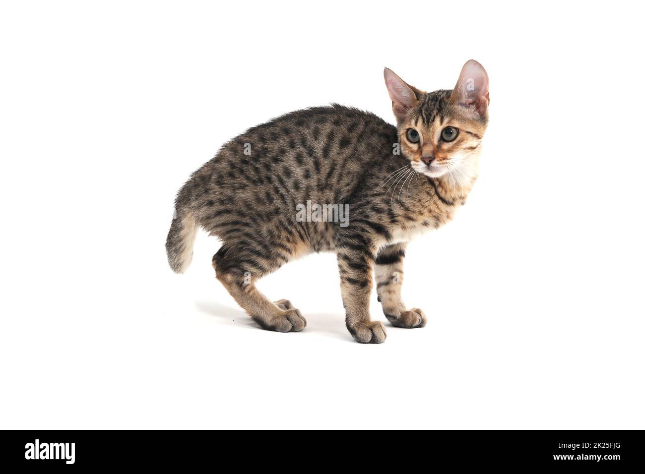 Purebred smooth-haired kitten on a white background Stock Photo