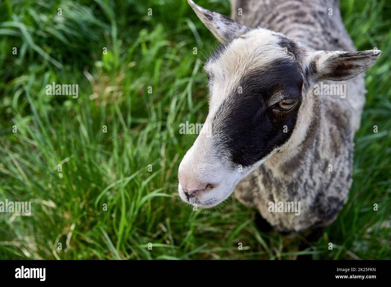Young sheep in a meadow close up Stock Photo