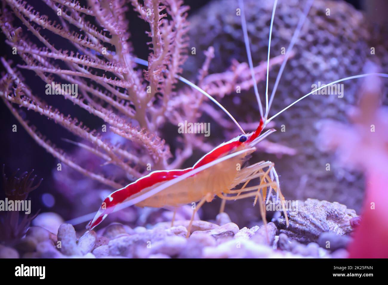 A white ribbon shrimp in a saltwater aquarium. Stock Photo