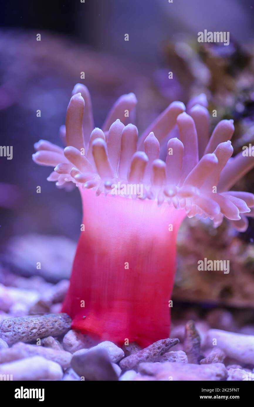 A copper anemone in a saltwater aquarium Stock Photo Alamy