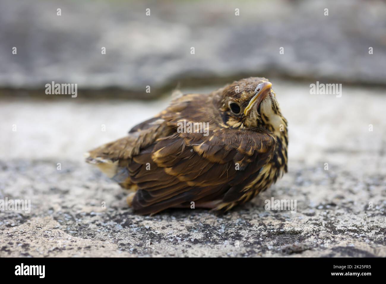 Close up of a young fledgling song thrush, baby of a song thrush. Stock Photo