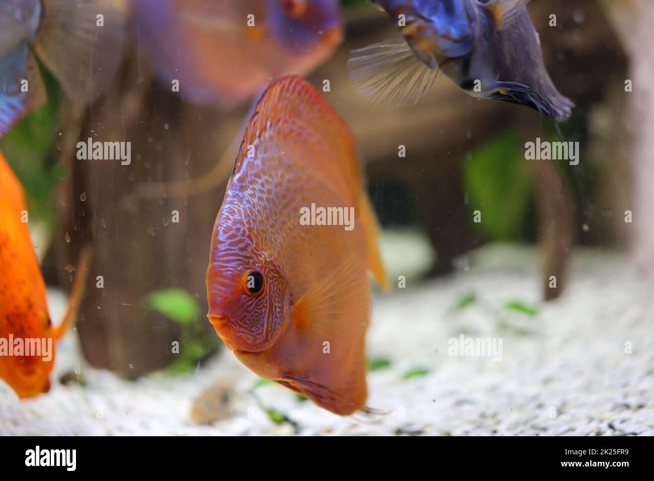 Discus fish in an aquarium. Discus fish come from the Amazon Stock Photo