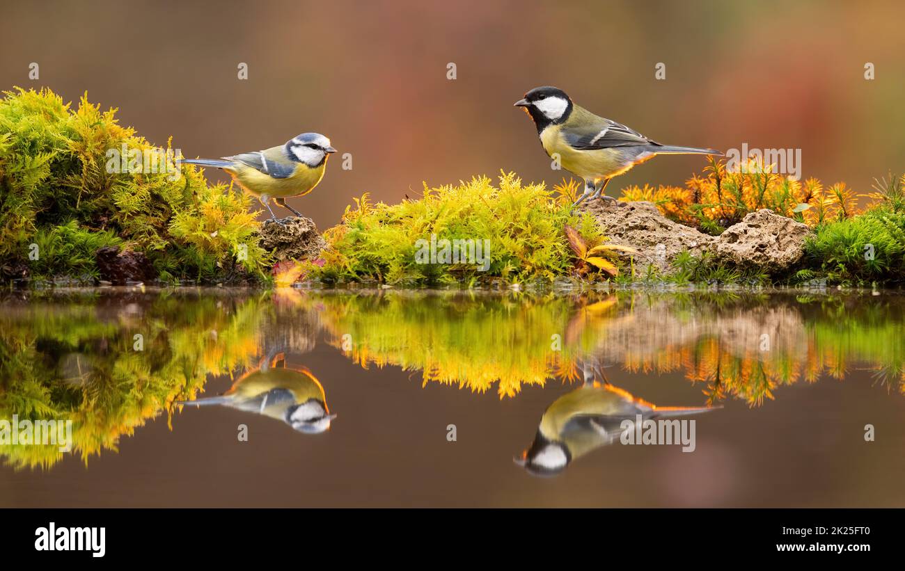 Great tits stock photo. Image of environment, tits, wildlife