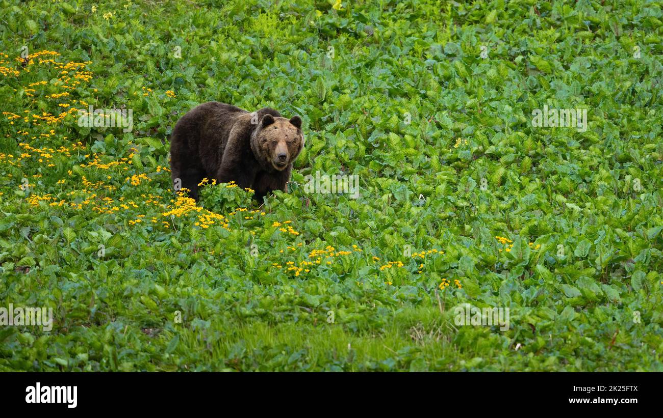 Brown bear standing in growing greenery in springtime Stock Photo