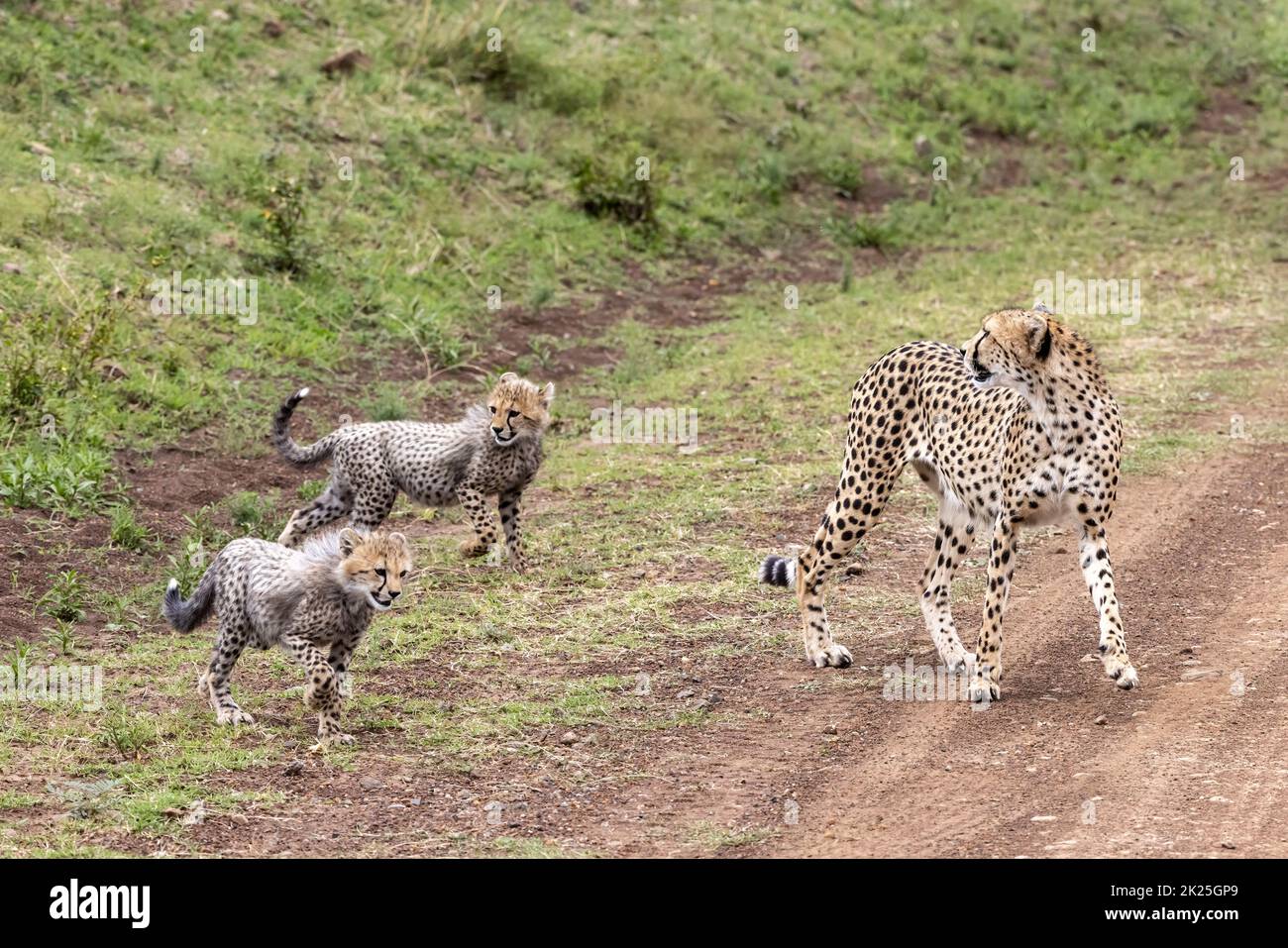 Mother cheetah, acinonyx jubatus, watching her cubs. Family group crossing a dirt track in the Masai Mara, Kenya. These siblings will remain with thei Stock Photo