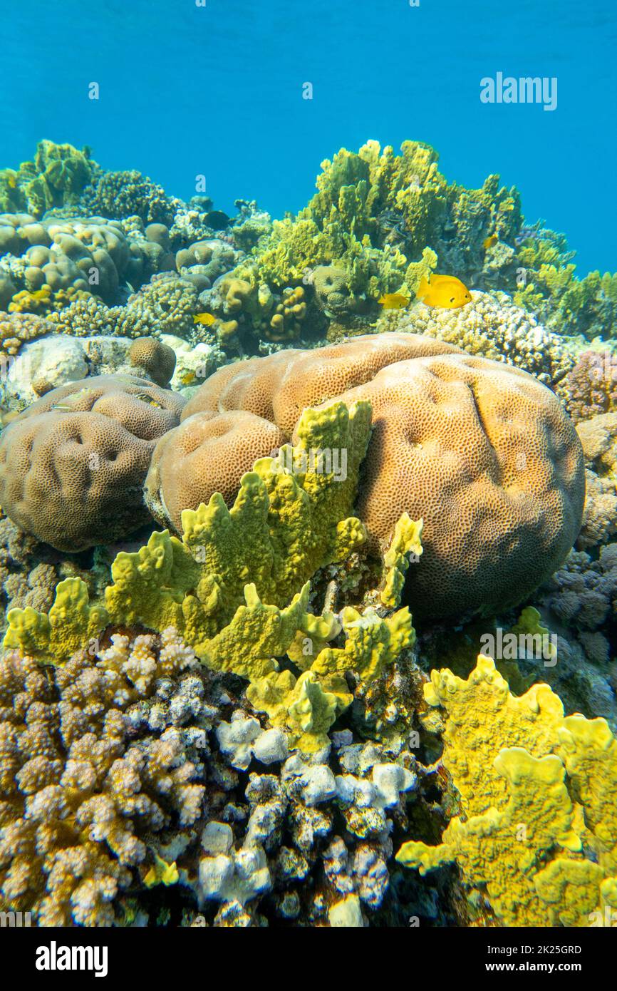 Colorful coral reef at the bottom of tropical sea, hard corals, underwater landscape Stock Photo