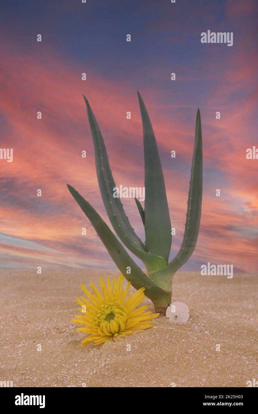 Aloe Plant in Sand with Yellow Flower and Sunset Sky Stock Photo
