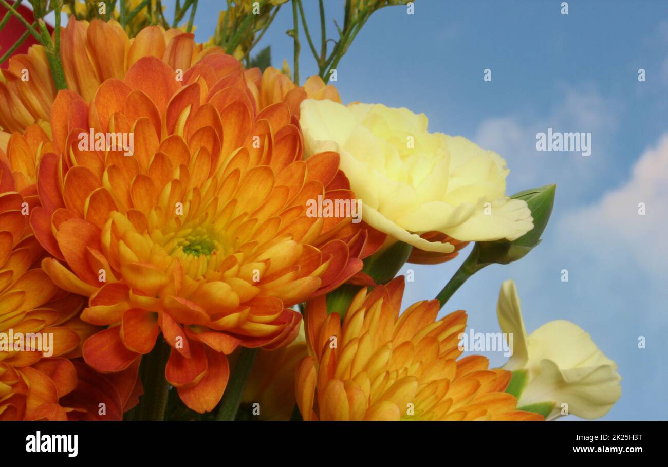 Fall Flowers on Blue Sky Background Close up Stock Photo